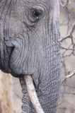 Serondella - Elephant sideshot Serondella - Elephant sideshot